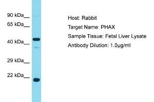 Host: Rabbit Target Name: PHAX Sample Tissue: Human Fetal Liver Antibody Dilution: 1ug/ml (PHAX anticorps  (Middle Region))