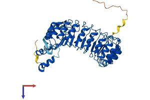 AlphaFold protein structure predicition of Mouse Recombinant Fbxl2 Protein, UniprotID Q8BH16