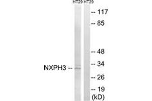 Western blot analysis of extracts from HT-29 cells, using NXPH3 Antibody.