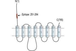 Representative domain view of the target of ABIN7237854.