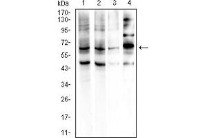 Western blot analysis using GPC3 mouse mAb against HepG2 (1), BEL-7402 (2), SH-SY5Y (3), and F9 (4) cell lysate. (Glypican 3 anticorps  (AA 55-200))