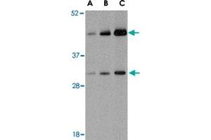 Western blot analysis of TARDBP in HeLa cell lysate with TARDBP polyclonal antibody  at (A) 0. (TARDBP anticorps  (C-Term))