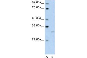 Western Blotting (WB) image for anti-Cellular Repressor of E1A-Stimulated Genes 1 (CREG1) antibody (ABIN2461706) (CREG1 anticorps)