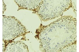 ABIN6277042 at 1/100 staining Mouse testis tissue by IHC-P.