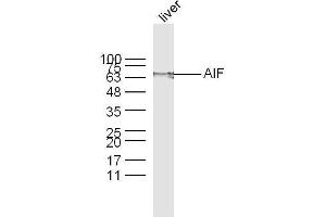 Mouse Liver lysates probed with AIF Polyclonal Antibody, unconjugated  at 1:300 overnight at 4°C followed by a conjugated secondary antibody at 1:10000 for 60 minutes at 37°C.