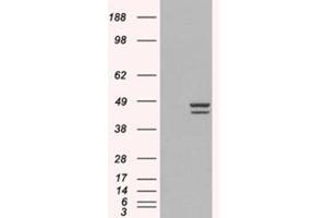 Image no. 2 for anti-Interferon Regulatory Factor 2 (IRF2) (C-Term) antibody (ABIN374254) (IRF2 anticorps  (C-Term))
