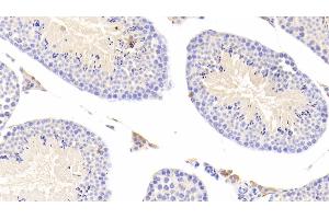 Detection of CTSS in Mouse Testis Tissue using Polyclonal Antibody to Cathepsin S (CTSS) (Cathepsin S anticorps  (AA 123-339))