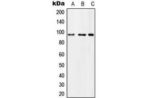 Western blot analysis of Microcephalin expression in U251MG (A), SP2/0 (B), H9C2 (C) whole cell lysates. (MCPH1 anticorps  (N-Term))
