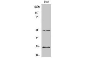 Western Blotting (WB) image for anti-Transforming Growth Factor, beta 3 (TGFB3) (Internal Region) antibody (ABIN3177704) (TGFB3 anticorps  (Internal Region))