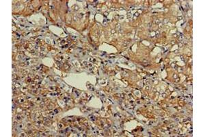 Immunohistochemistry of paraffin-embedded human adrenal gland tissue using ABIN7164181 at dilution of 1:100 (SLU7 anticorps  (AA 138-310))