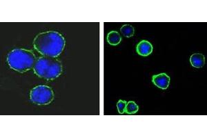 Confocal immunofluorescence analysis of methanol-fixed BCBL-1 (left) and L1210 (right) cells using CD37 antibody (green), showing membrane localization. (CD37 anticorps)