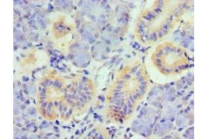 Immunohistochemistry of paraffin-embedded human pancreatic tissue using ABIN7173799 at dilution of 1:100