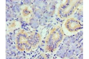 Immunohistochemistry of paraffin-embedded human pancreatic tissue using ABIN7173799 at dilution of 1:100 (TNFSF13 anticorps  (AA 105-247))
