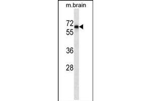PTPN11 Antibody (ABIN659154 and ABIN2843774) western blot analysis in mouse brian tissue lysates (35 μg/lane).