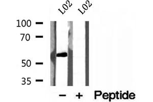 Western blot analysis of extracts of L02 cells, using NEU4 antibody. (Sialidase 4 anticorps  (Internal Region))