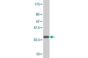 Western Blot detection against Immunogen (35.