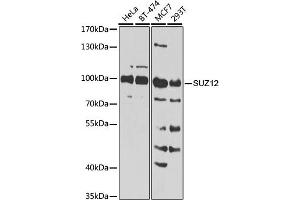 Western blot analysis of extracts of various cell lines, using SUZ12 Antibody (ABIN6127300, ABIN6148752, ABIN6148754 and ABIN7101816) at 1:1000 dilution. (SUZ12 anticorps  (AA 470-739))
