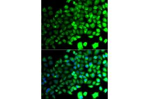 Immunofluorescence analysis of A549 cells using PRKAA2 antibody. (PRKAA2 anticorps)