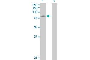 Western Blot analysis of CAMK2G expression in transfected 293T cell line by CAMK2G MaxPab polyclonal antibody.