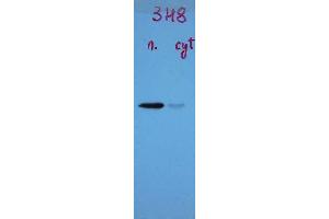 Blots of ABIN1580460 on crude extract of mouse brain nuclear fraction (left lane) and cytoplasmic fraction (right lane) blotted with monoclonal antibody ABIN1580460.