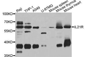 Western blot analysis of extracts of various cell lines, using IL21R antibody (ABIN5975555) at 1/1000 dilution. (IL21 Receptor anticorps)