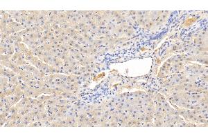 Detection of AHSG in Bovine Liver Tissue using Polyclonal Antibody to Alpha-2-Heremans Schmid Glycoprotein (AHSG)