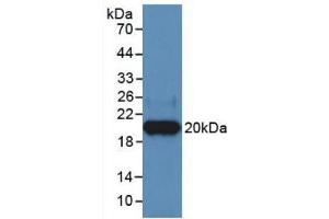 Western Blot; Sample: Recombinant HPA, Human. (HPSE anticorps  (AA 400-543))