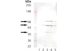 Western blot analysis: Lane 1: Grp78 (BiP) recombinant protein , Lane 2: RK-13, Lane 3: Mouse liver microsomes, Lane 4: Rat liver microsomes, Lane 5: HeLa Cell Lysate (heat shocked) . (KDEL anticorps  (AA 649-654))