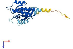AlphaFold protein structure predicition of Mouse Recombinant Rab7b Protein, UniprotID Q8VEA8
