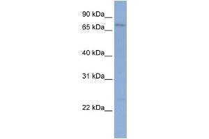 WB Suggested Anti-PCDHGB1 Antibody Titration:  0. (PCDHGB1 anticorps  (N-Term))
