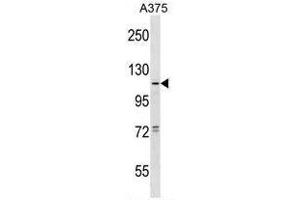 TAS1R1 Antibody (Center) western blot analysis in A375 cell line lysates (35µg/lane).