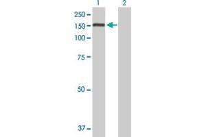 Western Blot analysis of PUM1 expression in transfected 293T cell line by PUM1 MaxPab polyclonal antibody. (PUM1 anticorps  (AA 1-1186))