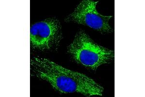 Immunofluorescent analysis of 4 % paraformaldehyde-fixed, 0.