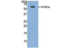 Western blot analysis of recombinant Human FBN1. (Fibrillin 1 anticorps  (AA 449-711))