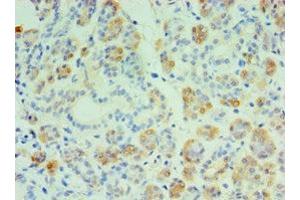Immunohistochemistry of paraffin-embedded human salivary pland tissue using ABIN7149005 at dilution of 1:100 (CST4 anticorps  (AA 21-141))