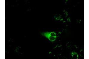 Immunofluorescence (IF) image for anti-Cytochrome P450, Family 1, Subfamily A, Polypeptide 2 (CYP1A2) antibody (ABIN1497716) (CYP1A2 anticorps)