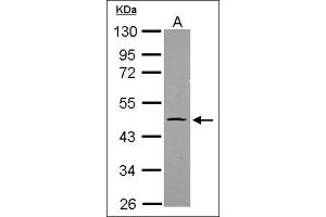 Sample (20 µg ). (OCT4 anticorps)