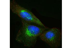 Immunofluorescent analysis of 4 % paraformaldehyde-fixed, 0.