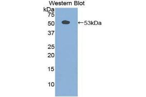 Western Blotting (WB) image for anti-Secretogranin II (SCG2) (AA 11-187) antibody (ABIN1860502) (SCG2 anticorps  (AA 11-187))