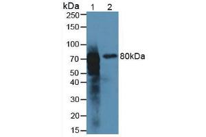 Western blot analysis of (1) Rat Kidney Tissue and (2) Rat Intestine Tissue. (Meprin B anticorps  (AA 433-679))