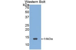 Western blot analysis of the recombinant protein. (GNRH1 anticorps  (AA 24-92))