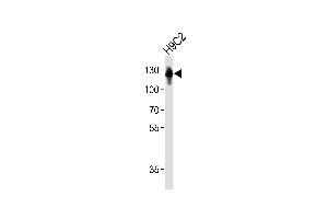 Western blot analysis of lysate from rat H9C2 cell line, using FBLN2 Antibody (A1-1673). (FBLN2 anticorps)