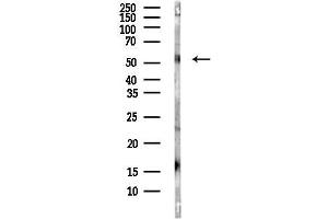 Western blot analysis of lysates from Mouse brain, using NAMPT Antibody at 1/1000 dilution.