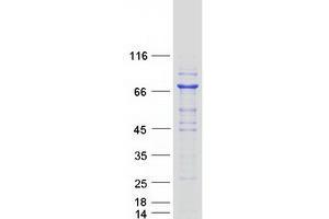 Validation with Western Blot (Phosphoglucomutase 2 Protein (PGM2) (Myc-DYKDDDDK Tag))