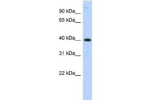 Western Blotting (WB) image for anti-Metallophosphoesterase 1 (MPPE1) antibody (ABIN2459334) (MPPE1 anticorps)