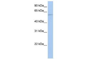 WB Suggested Anti-HDAC1 Antibody Titration:  0. (HDAC1 anticorps  (Middle Region))