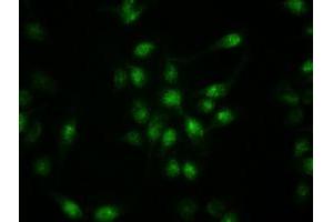 Image no. 4 for anti-Keratin 19 (KRT19) (AA 240-390) antibody (ABIN1491257)