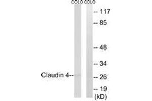 Western blot analysis of extracts from COLO cells, using Claudin 4 (Ab-208) Antibody.