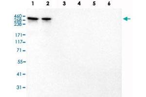 Western Blot analysis of recombinant protein Lane 1: Laminin-211, Lane 2: Laminin-221, Lane 3: Laminin-332, Lane 4: Laminin-421, Lane 5: Laminin-511 and Lane 6: Laminin-121 with LAMA2 monoclonal antibody, clone CL3450 . (Laminin anticorps)