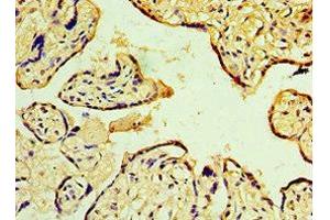 Immunohistochemistry of paraffin-embedded human placenta tissue using ABIN7150705 at dilution of 1:100